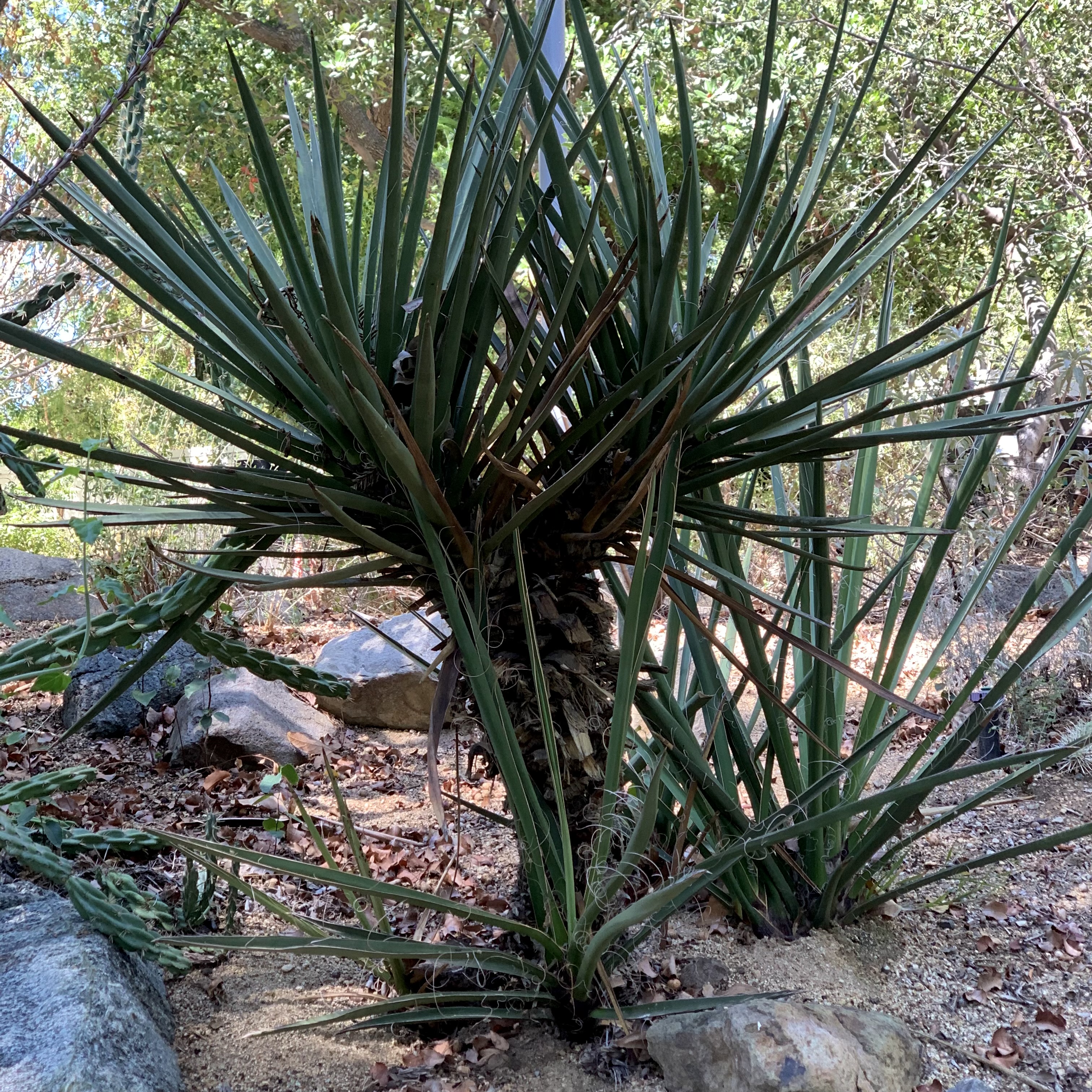 yucca baccata